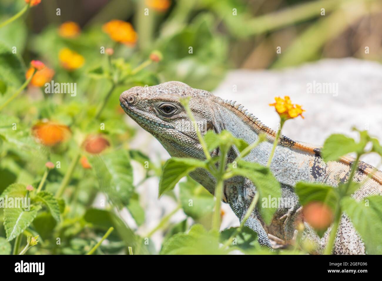 Closeup shot of Spiny-Tailed Iguana (Ctenosaura similis) in the flower garden Stock Photo