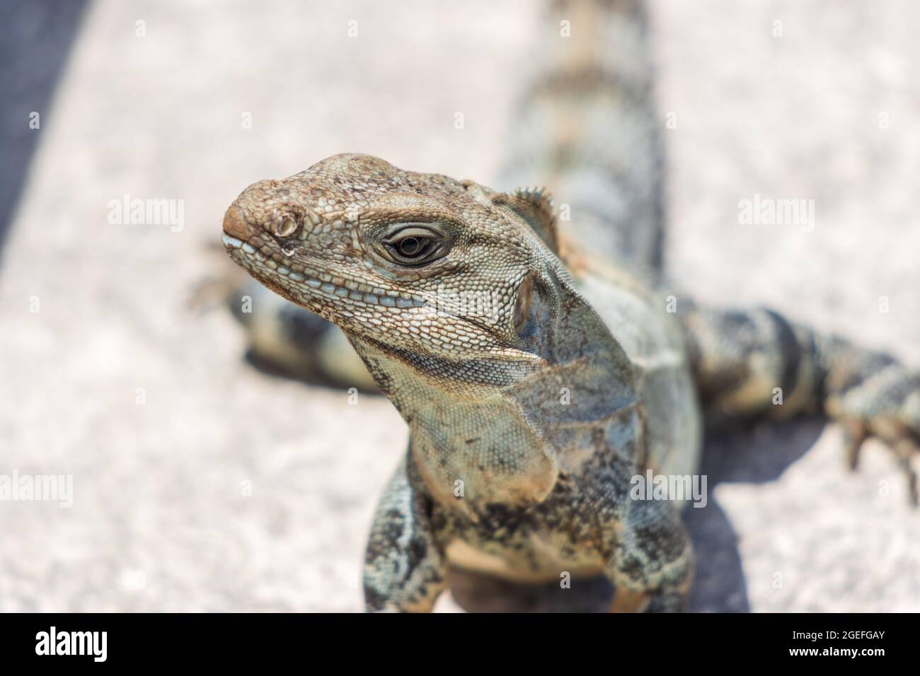 Closeup shot of Spiny-Tailed Iguana (Ctenosaura similis) on gray background Stock Photo