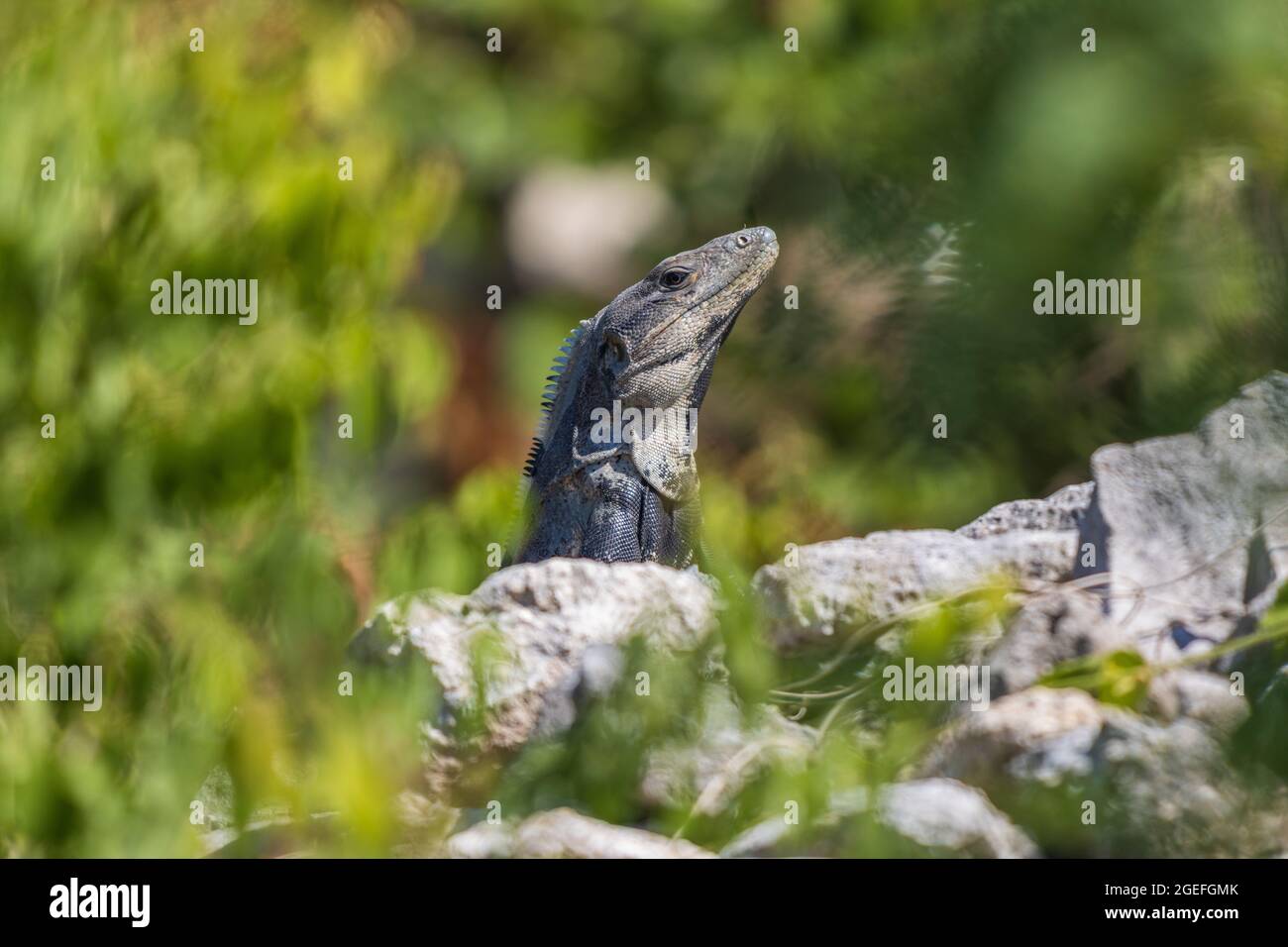 Selective shot of Spiny-Tailed Iguana (Ctenosaura similis) on the stones onature background Stock Photo