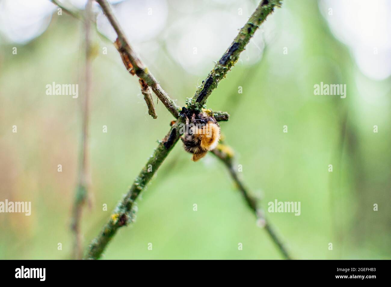 Closeup shot tree leaf hi-res stock photography and images - Alamy