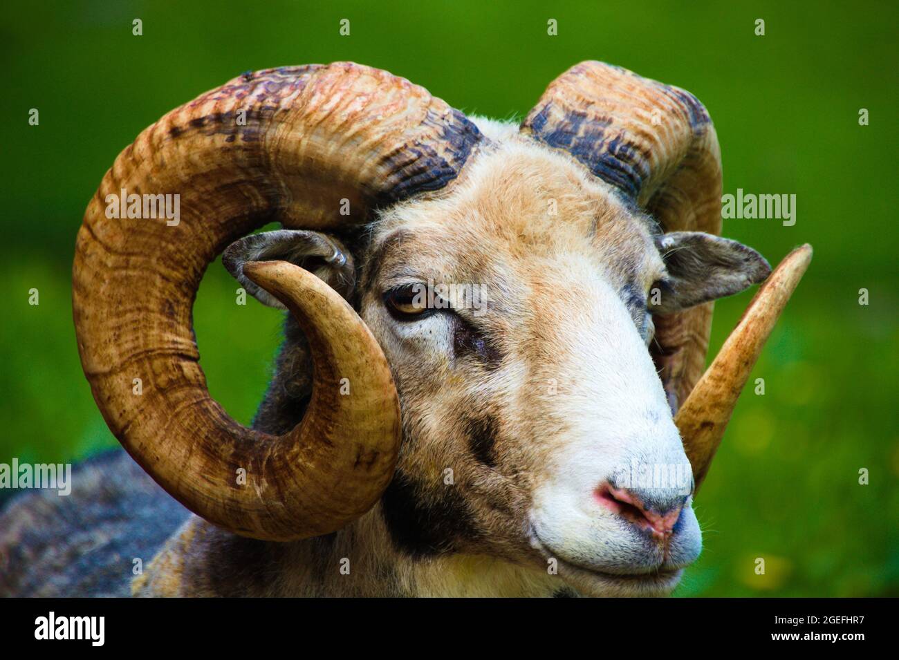 Portrait of a beautiful brown sheep Stock Photo - Alamy