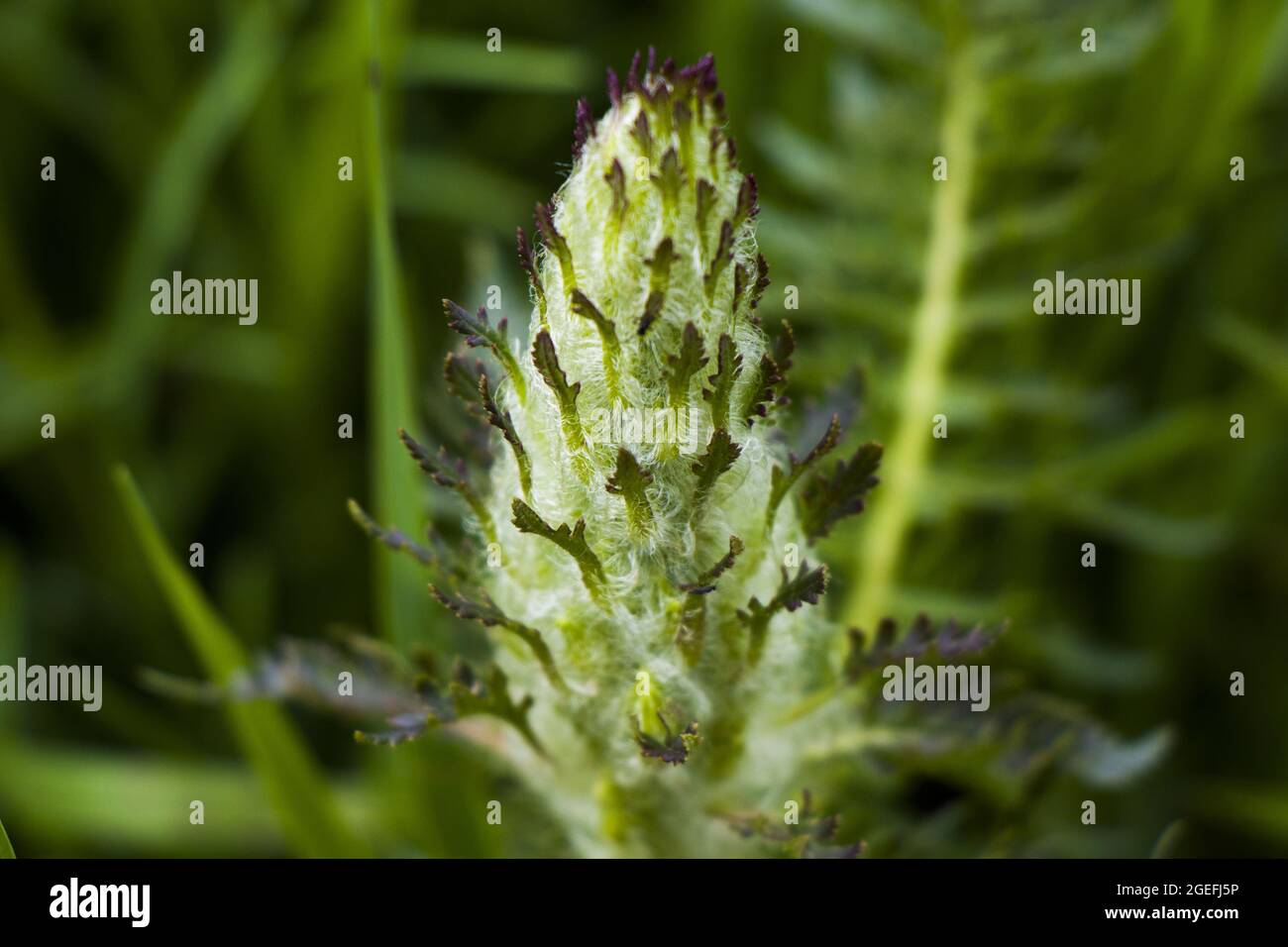 Selective focus of Slender pedicularis flower in a field against a blurred background Stock Photo