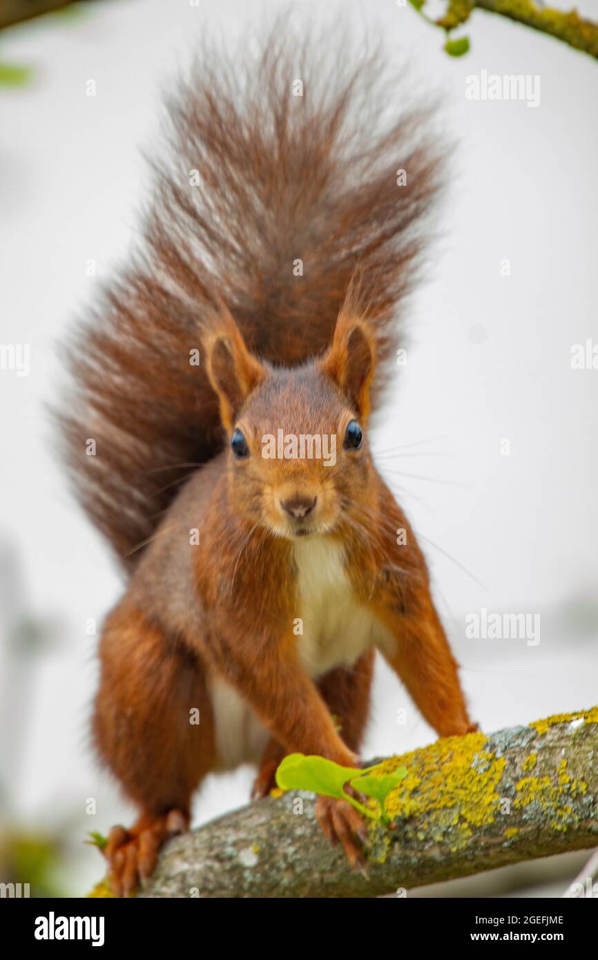 Vertical shot of a ginger squirrel on the tree Stock Photo - Alamy