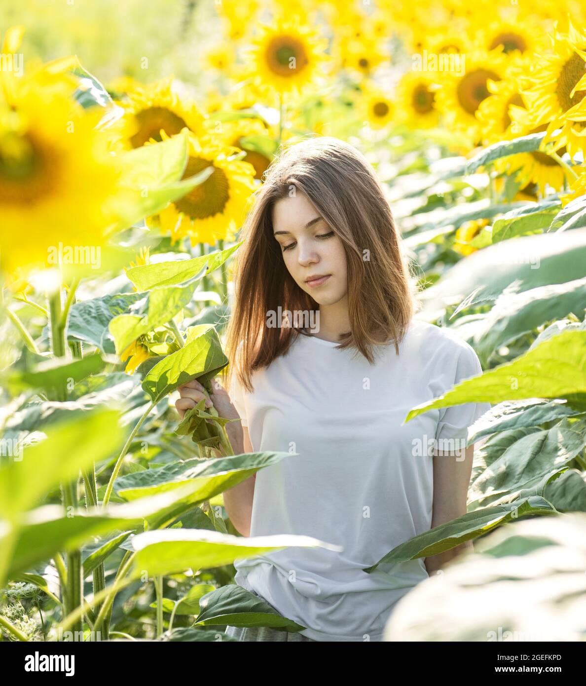Young beautiful girl walks in the summer in a field with blooming ...