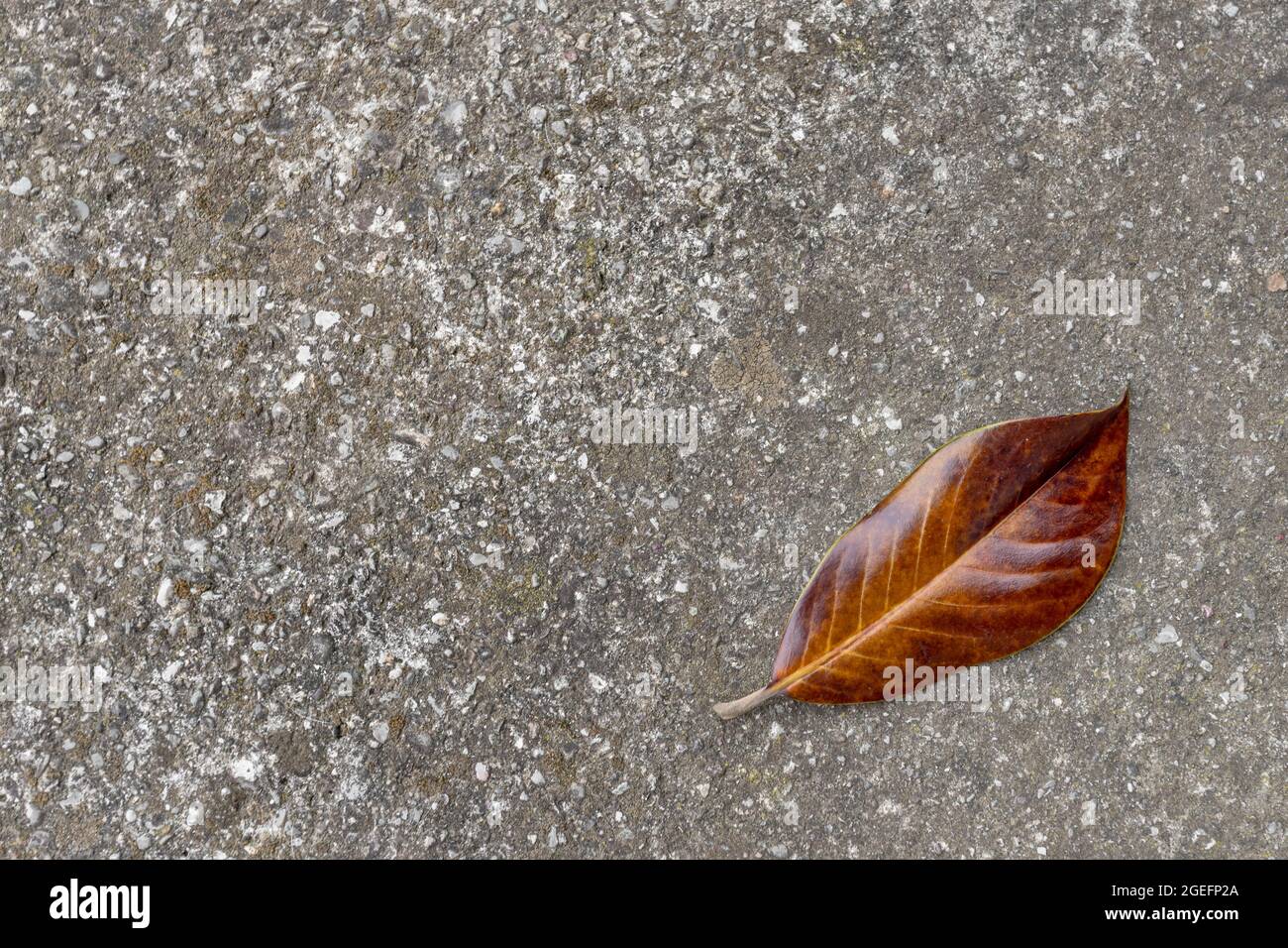 Brown dry leaf isolated on the gray ground Stock Photo
