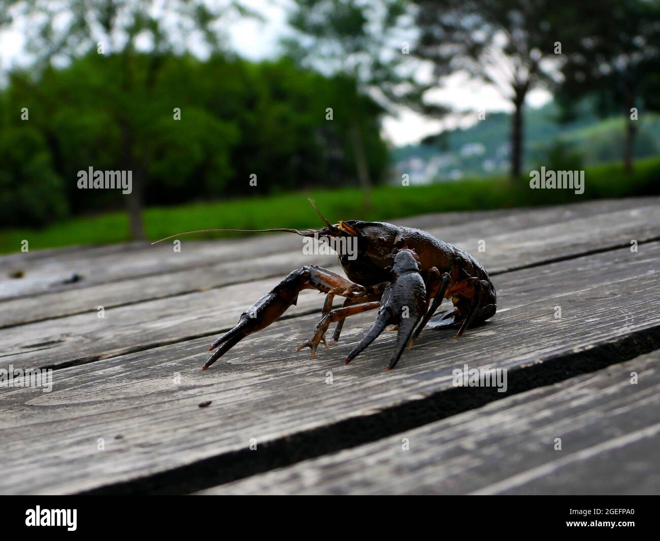Selective focus shot of a wet Astacus Crustacean on a bench with a park in the blurred background Stock Photo