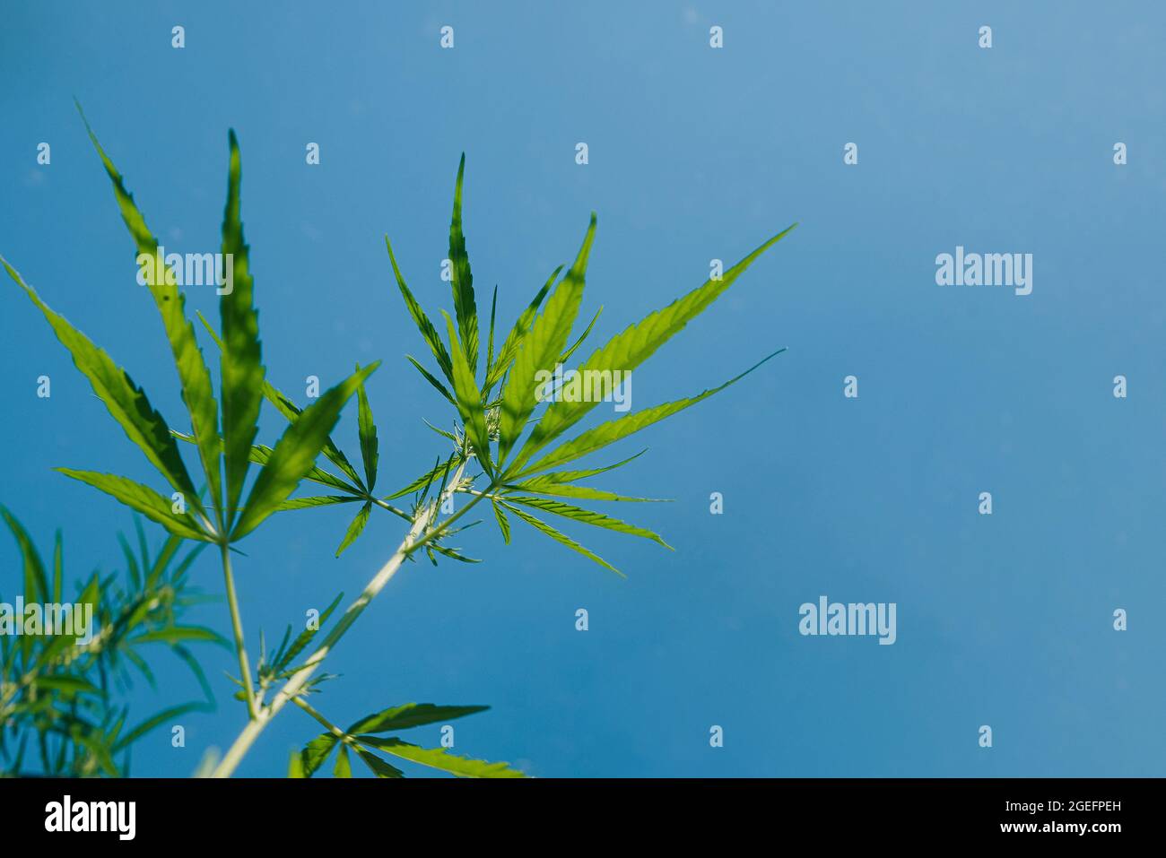 Hemp bushes, marijuana leaves on a background of blue sky. Bottom view to the skylight. Selective focus. Cannabis abstract background Stock Photo