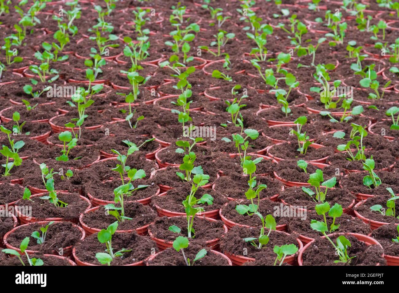 Greenhouse facilities. Growing flowers in the greenhouse farm. Stock Photo