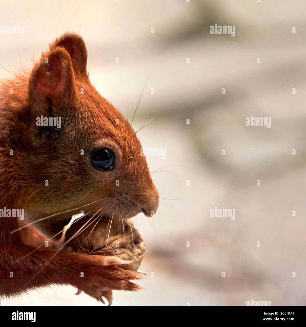 Close-up of head of squirrel, sciurus vulgaris, holding a captured walnut in its paws Stock Photo