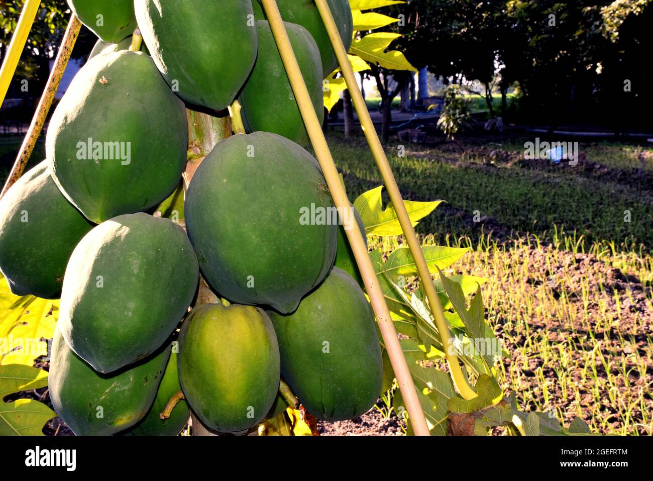 Papaya tree and bunch of fruits. Green papaya fruit on the tree