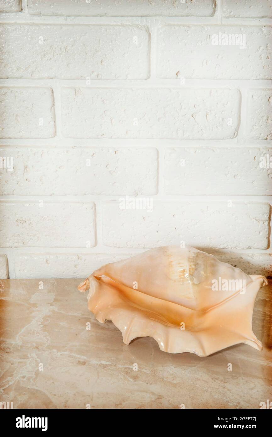 Large seashell on a table against a brick wall background Stock Photo