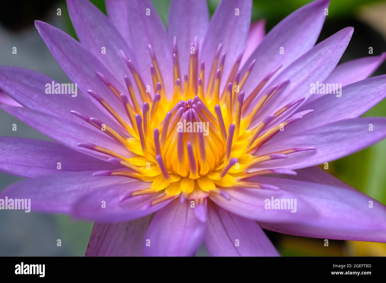 Close up of a beautiful  Lilac water Lilly ( Nymphaea odorata) Stock Photo