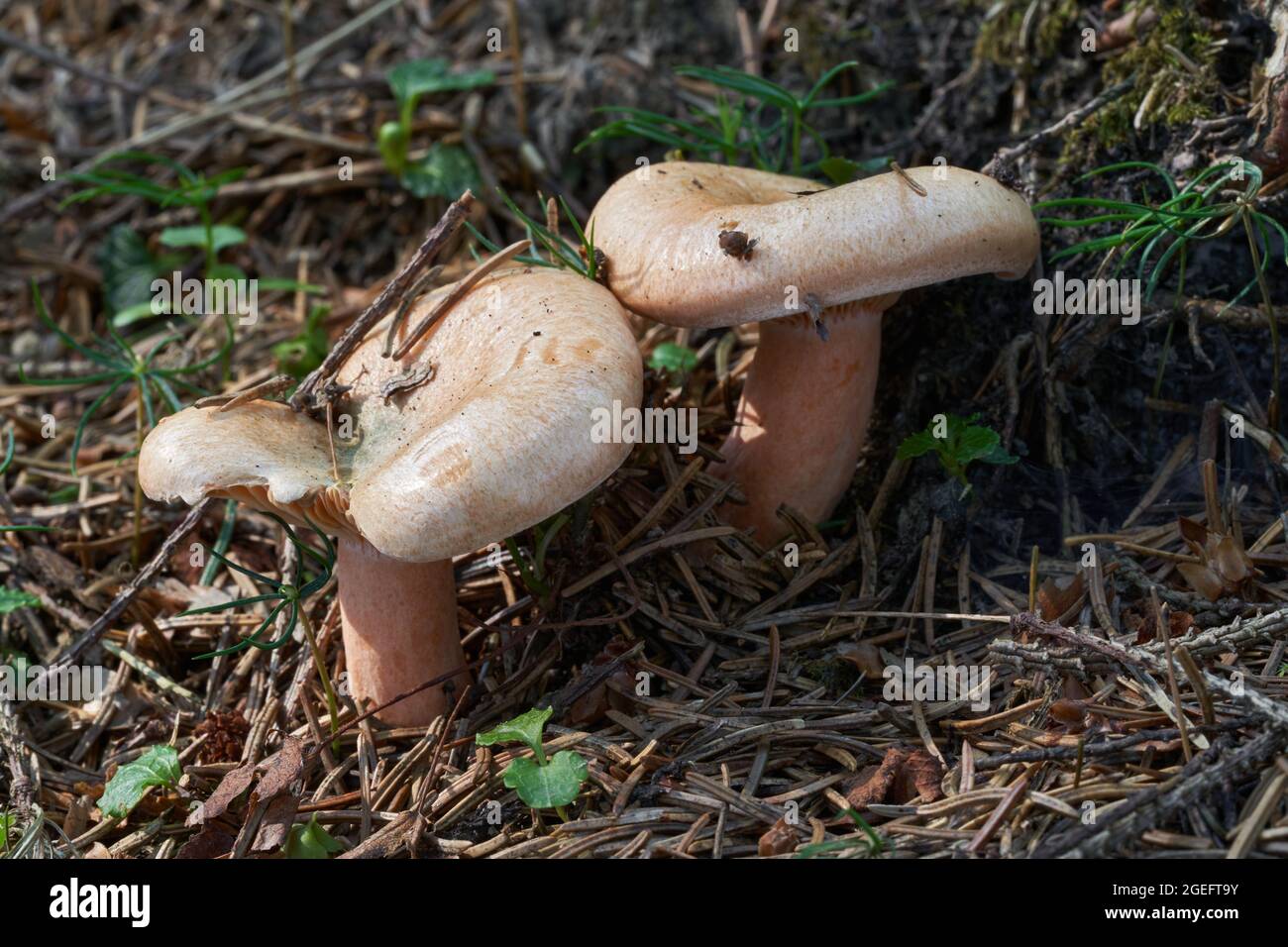 Edible mushroom Lactarius deterrimus in spruce forest. Known as false saffron milkcap or orange milkcap. WIld mushrooms growing in needles. Stock Photo