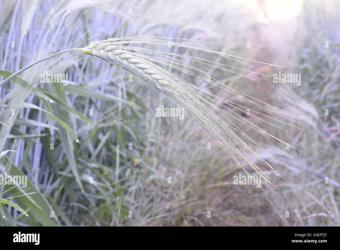 Wheat earrings are shining with the rays of the sun. The sun scattering over the wheat plants, Stock Photo