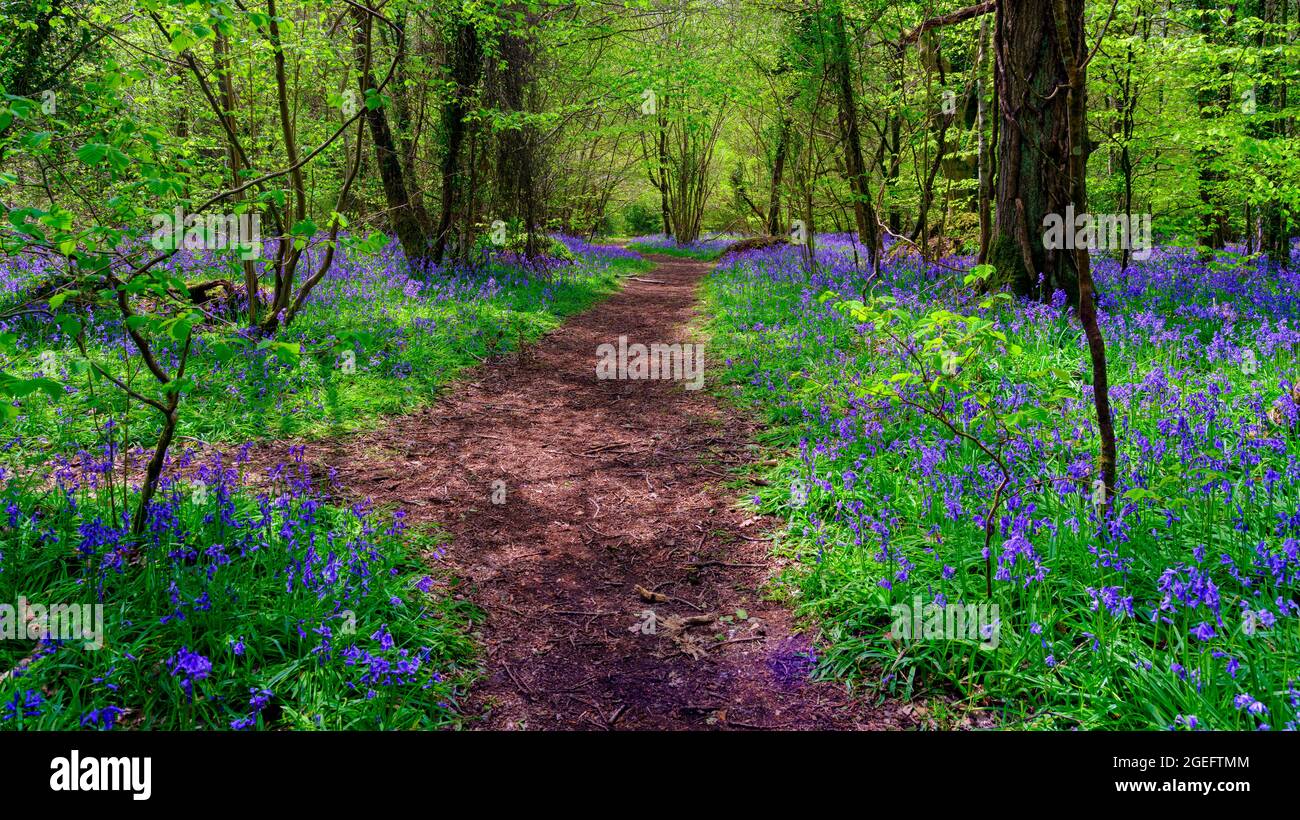 Wickham, UK - May 9, 2021:  Bluebells in the woods - Forest of Bere, Hampshire, UK Stock Photo
