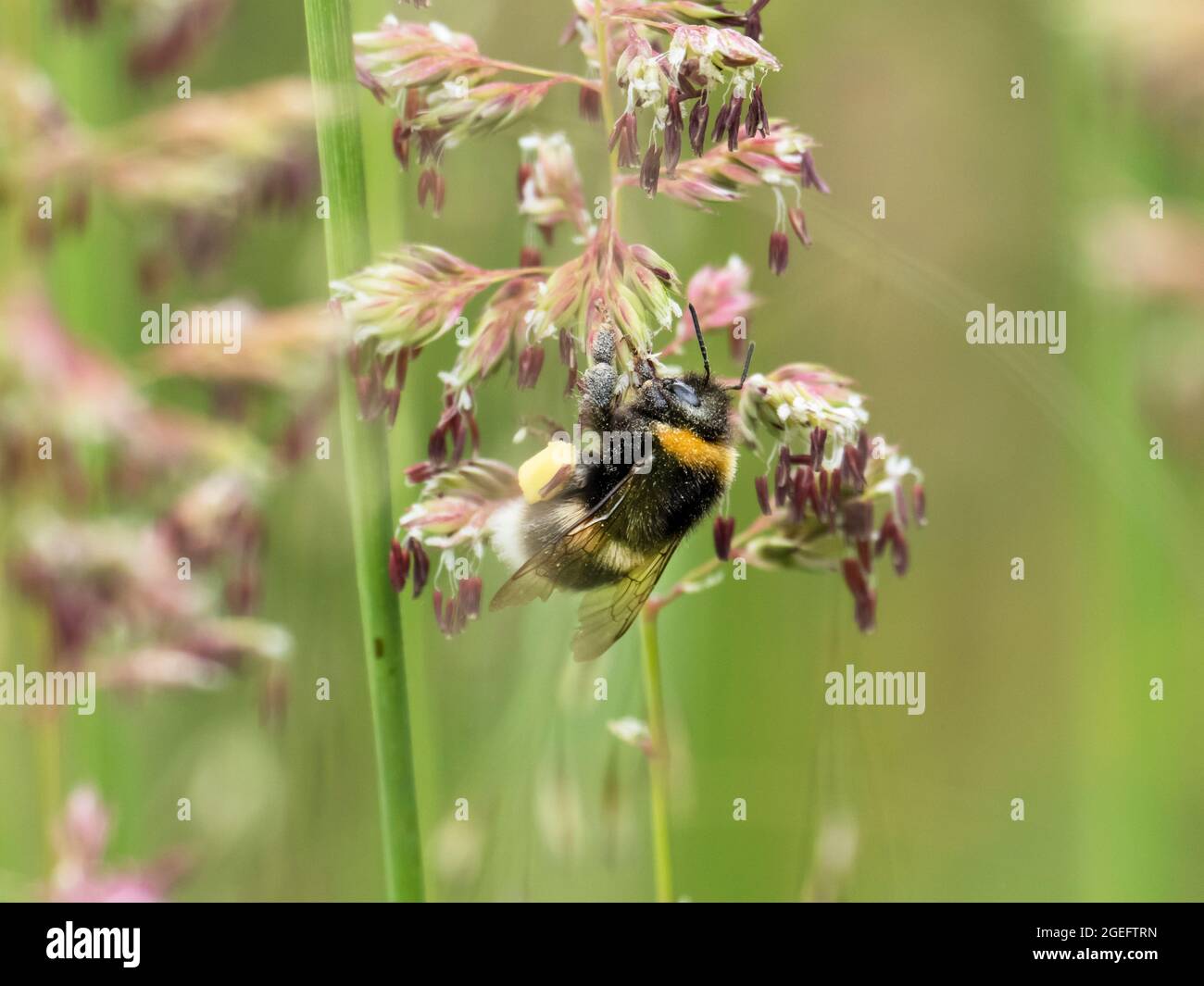 Carrying pollen on legs hires stock photography and images Alamy