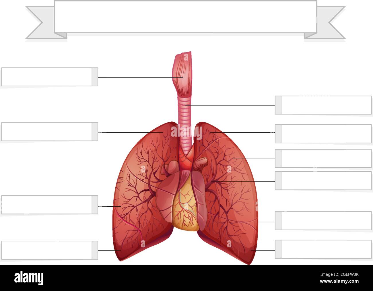 Structure of the lungs worksheet template illustration Stock Vector ...