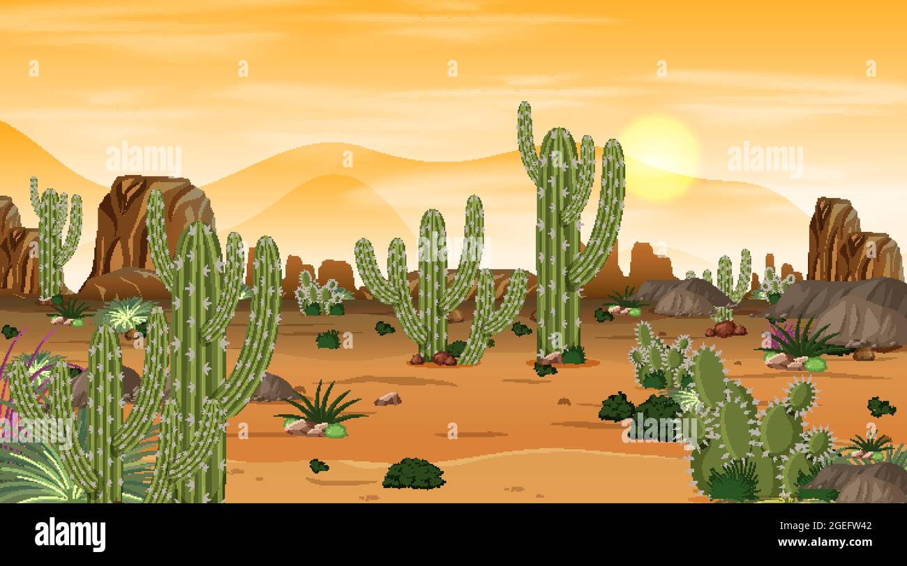 Desert forest landscape at sunset time scene with many cactuses ...
