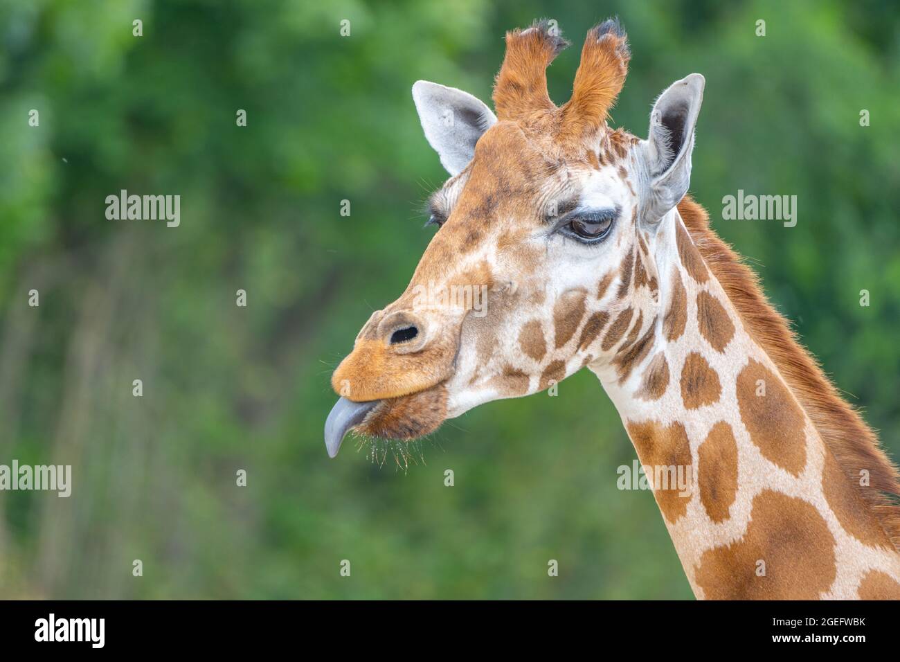 Cute giraffe portrait with tongue lolling out. Stock Photo