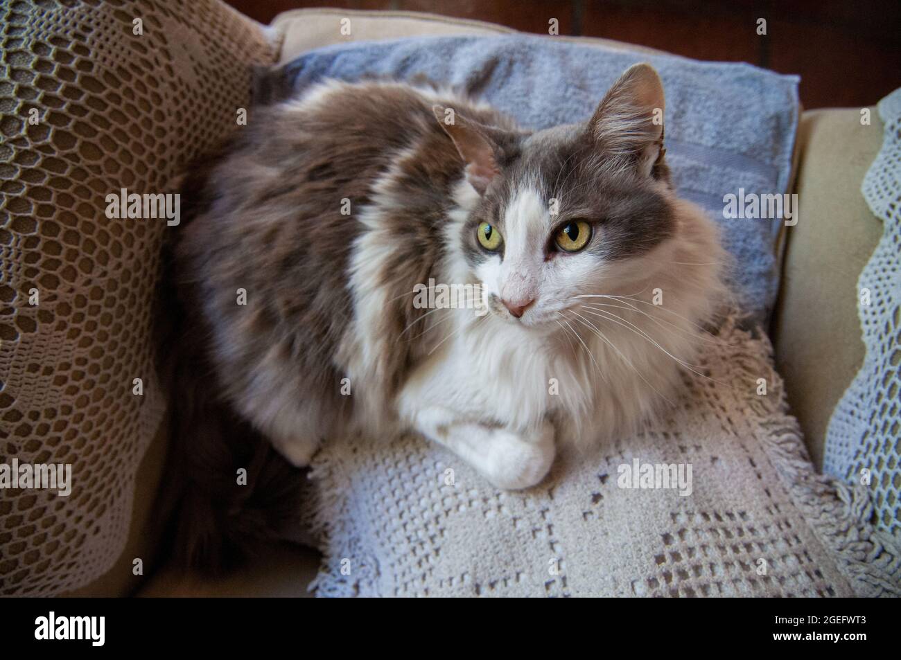 Closeup of a cute fluffy cat sitting on soft pillows and looking up ...