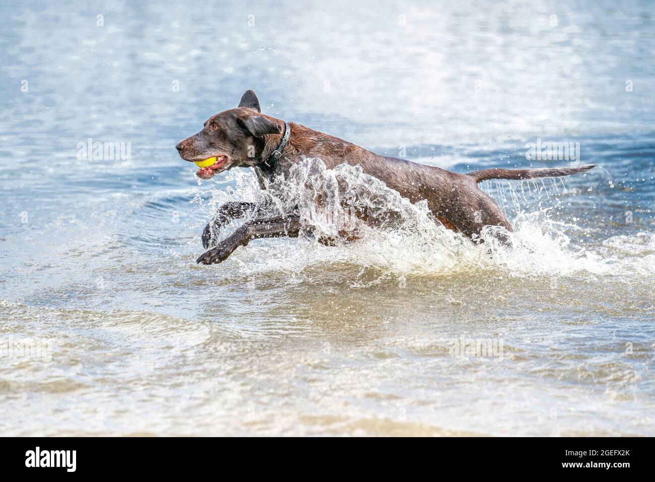 Jumping german shorthaired pointer hi-res stock photography and images ...