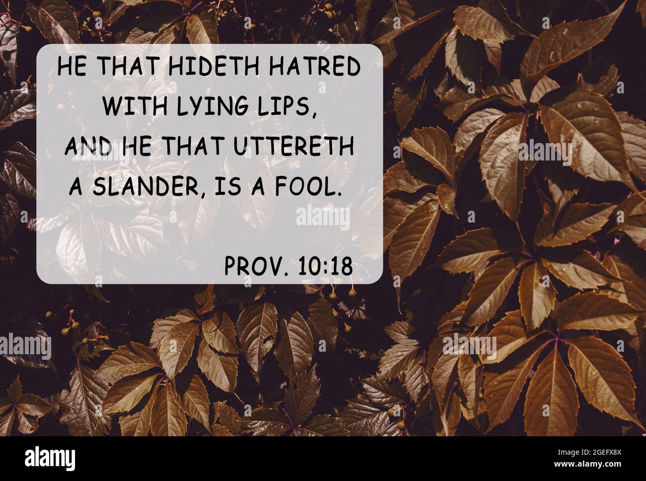 Bible quotes autumn leaves nature background. Card text for believers