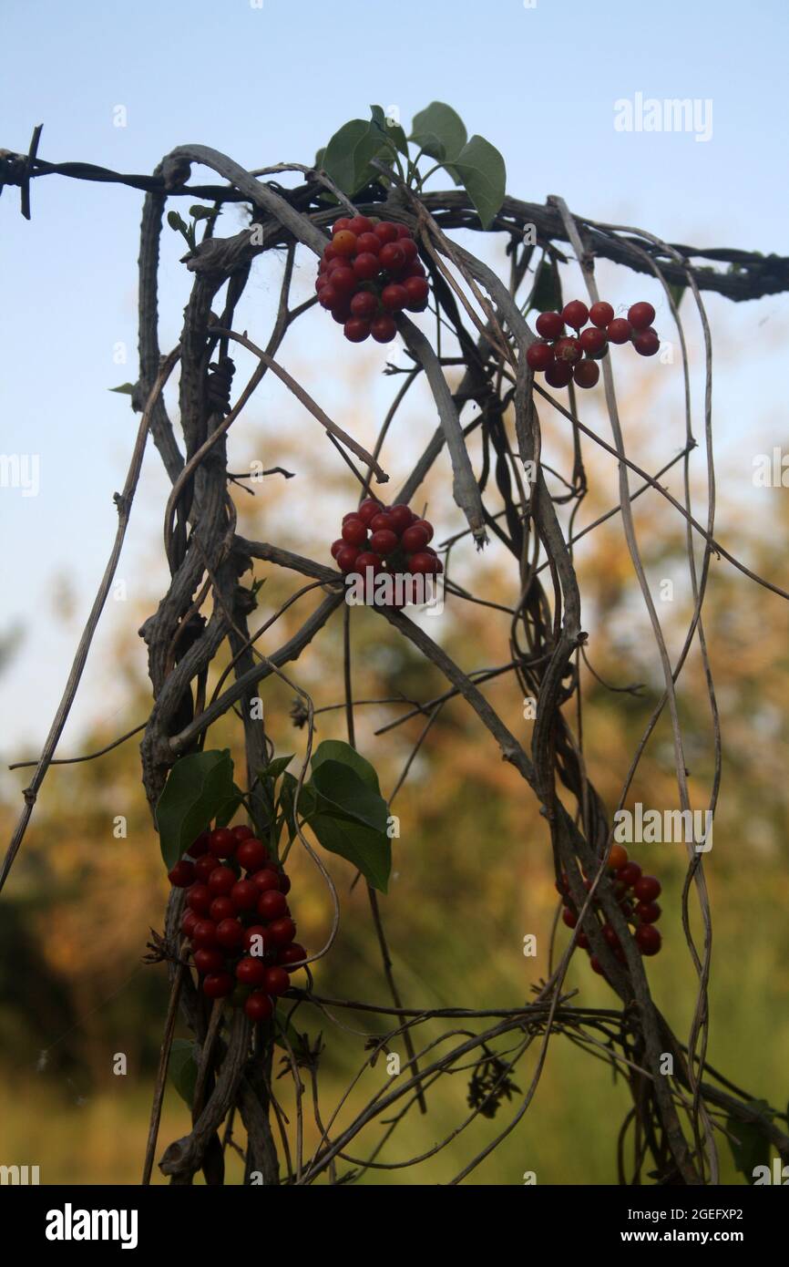 Heart-leaved moonseed or Giloy (Tinospora cordifolia) plant with red berries Stock Photo