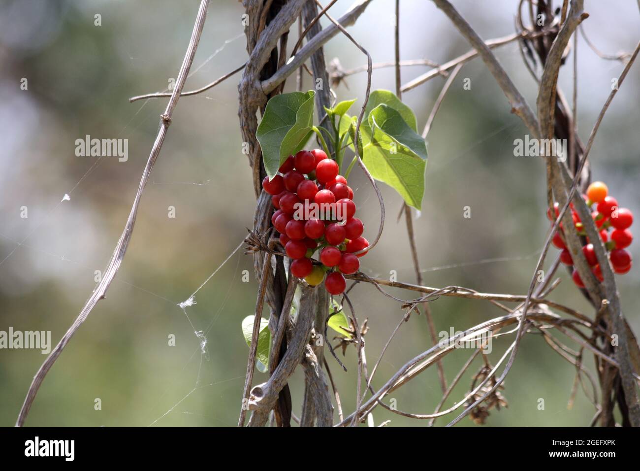 Heart-leaved moonseed or Giloy (Tinospora cordifolia) plant with red berries Stock Photo