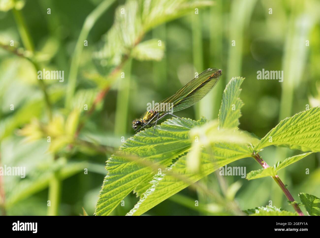 Banded demoiselle High Batts North Yorkshire Stock Photo Alamy