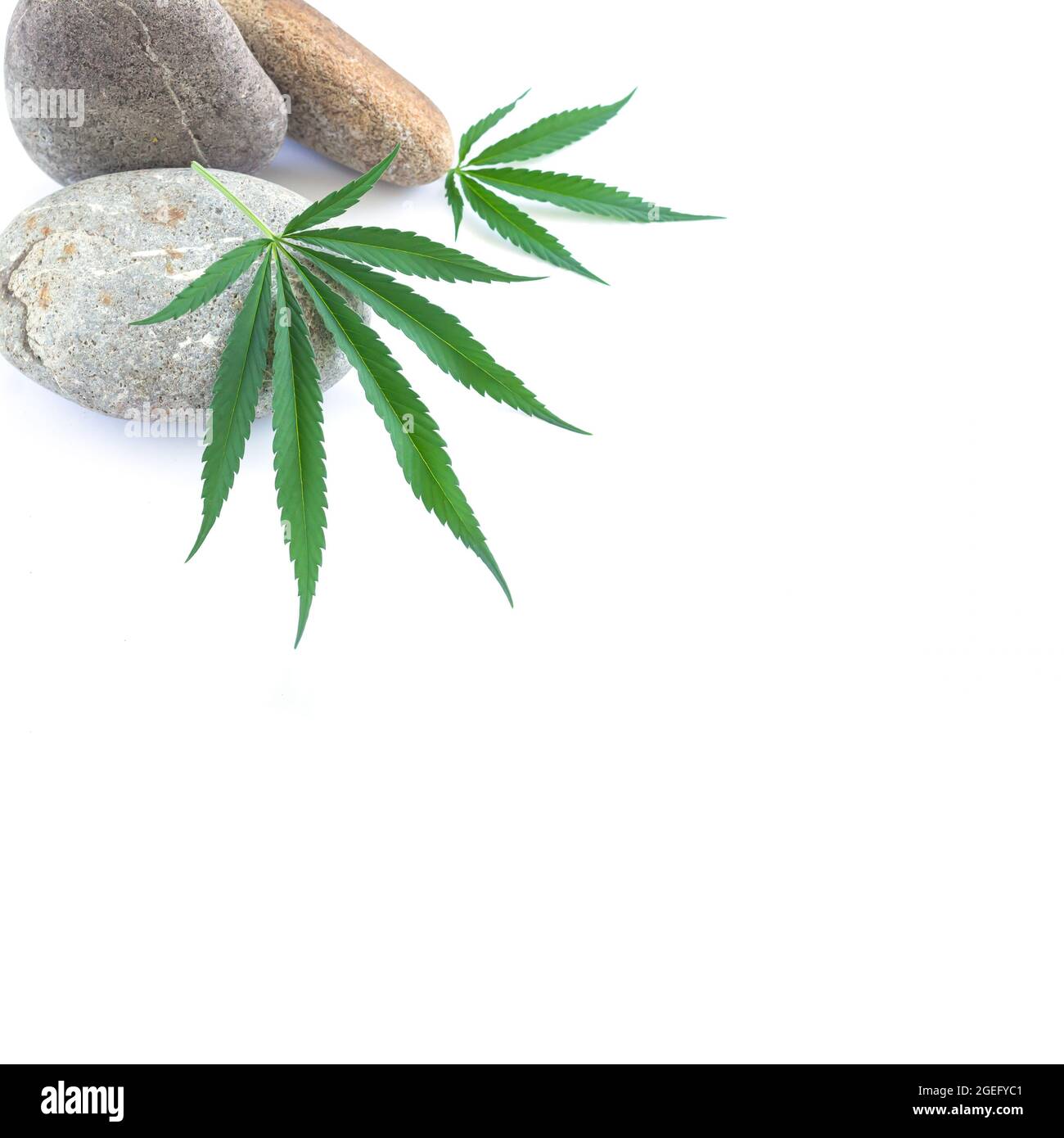 Cannabis or hemp plant leaves with stones isolated on white background with copy space Stock Photo