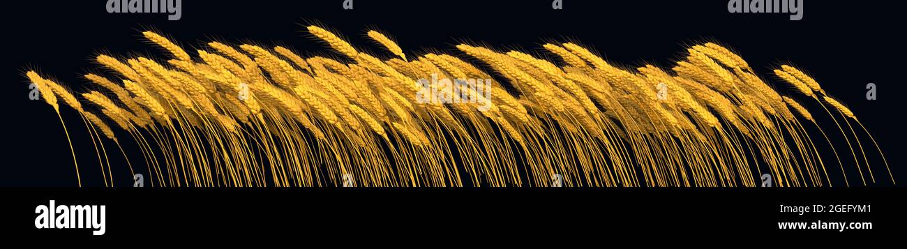 agricultural gold rye or wheat - cg nature 3D rendering Stock Photo - Alamy