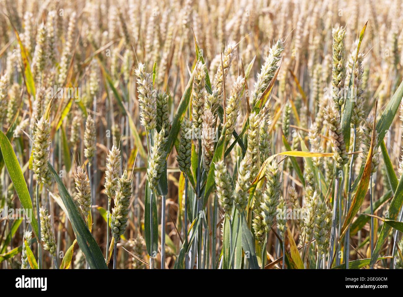 Food production: Wheat growing in a wheat field, example of arable farming and agriculture, Yorkshire England UK Stock Photo