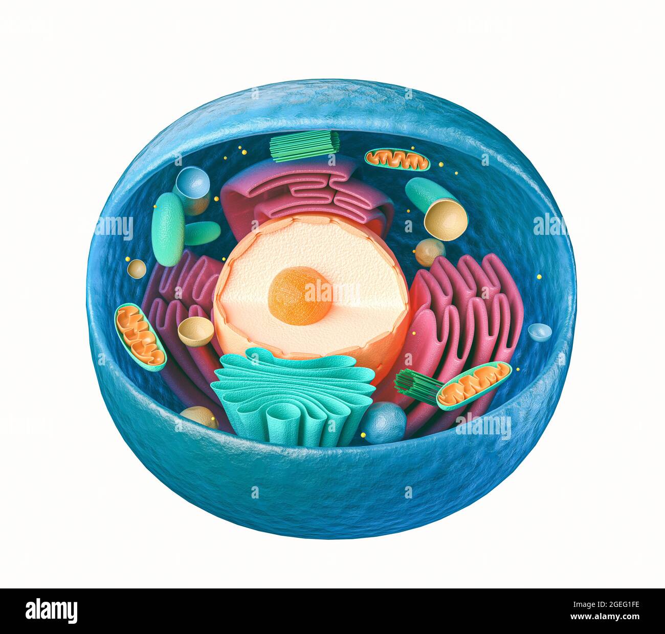 3d rendering of biological animal cell with organelles cross section isolated on white Stock Photo