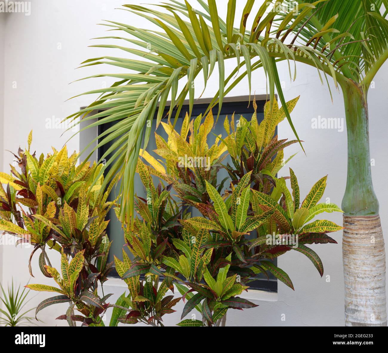 Close-up decorative tropical plants garden croton and palm tree on white wall of building corner background. Stock Photo
