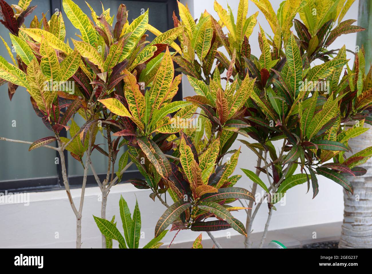 Close-up decorative tropical plants garden croton on white wall of building corner background. Stock Photo
