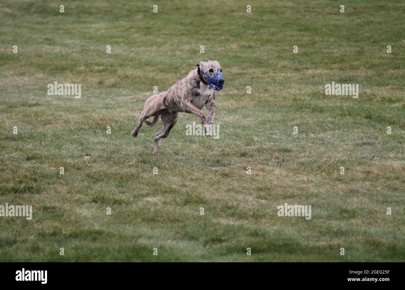 A Lurcher Dog Running in a Race on a Grass Field Stock Photo Alamy