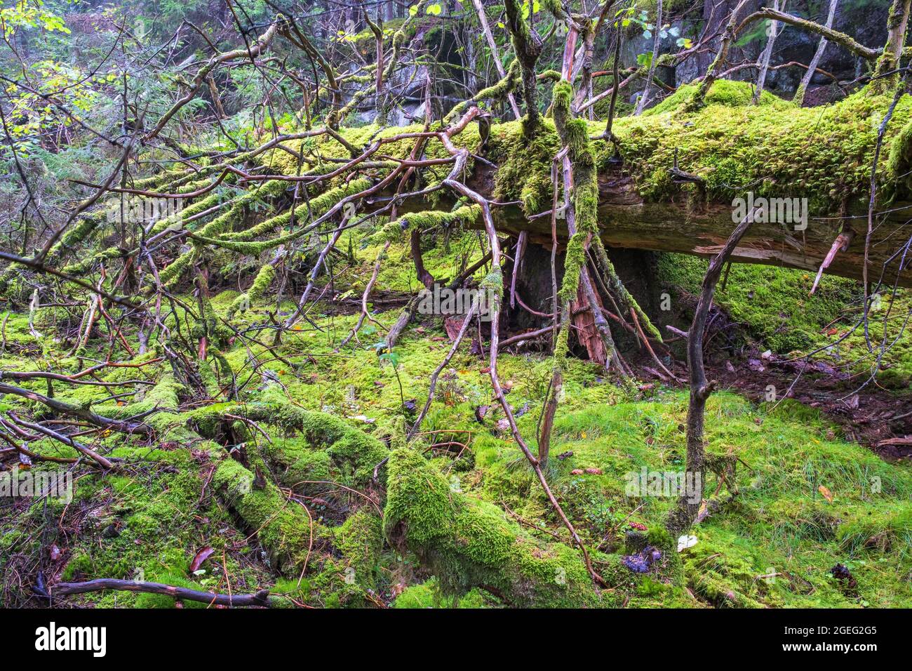 Fallen tree covered with green moss in a old growth forest Stock Photo