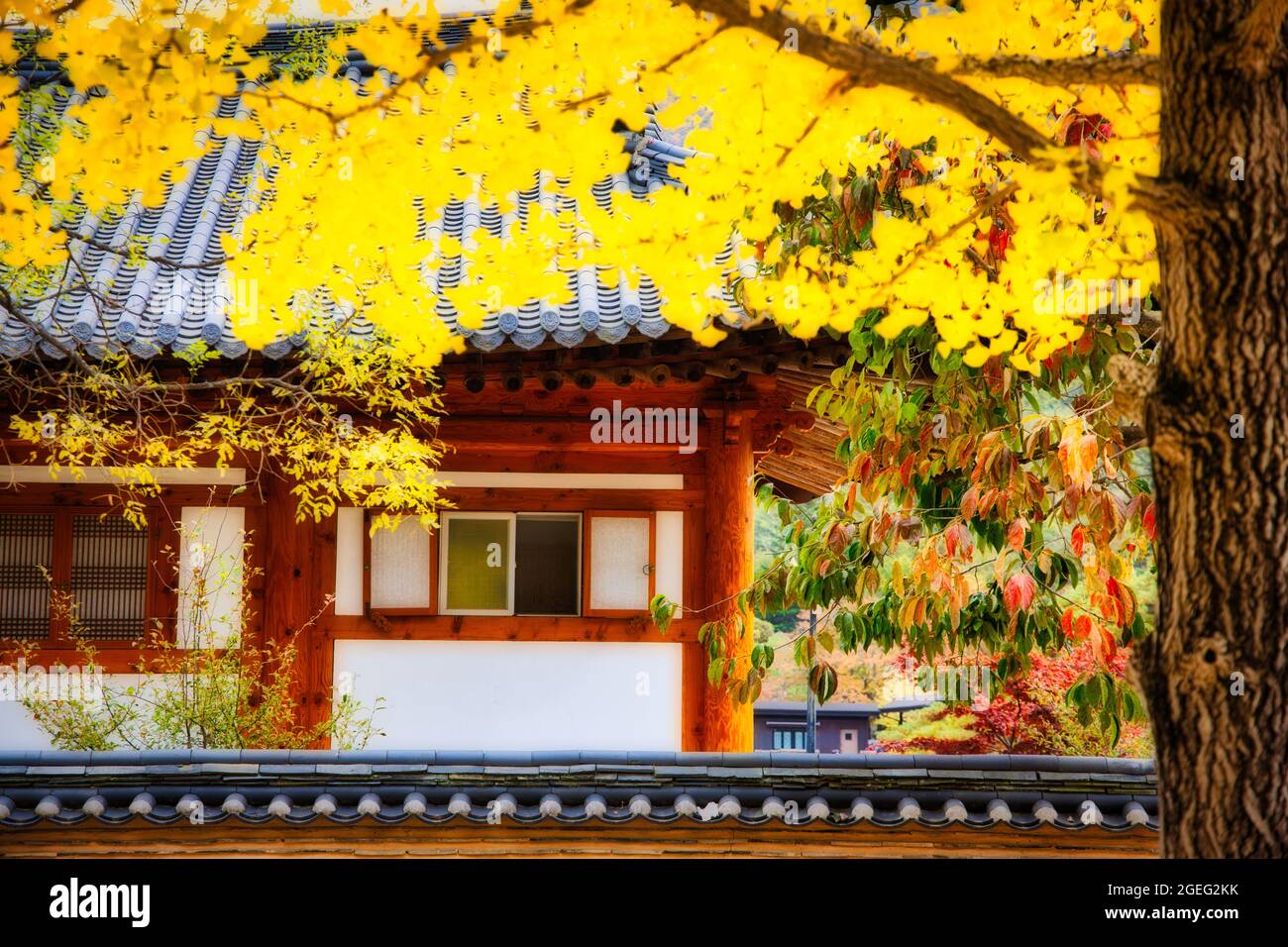 Yellow leaves of a tree with background of Unmunsa temple, South Korea ...