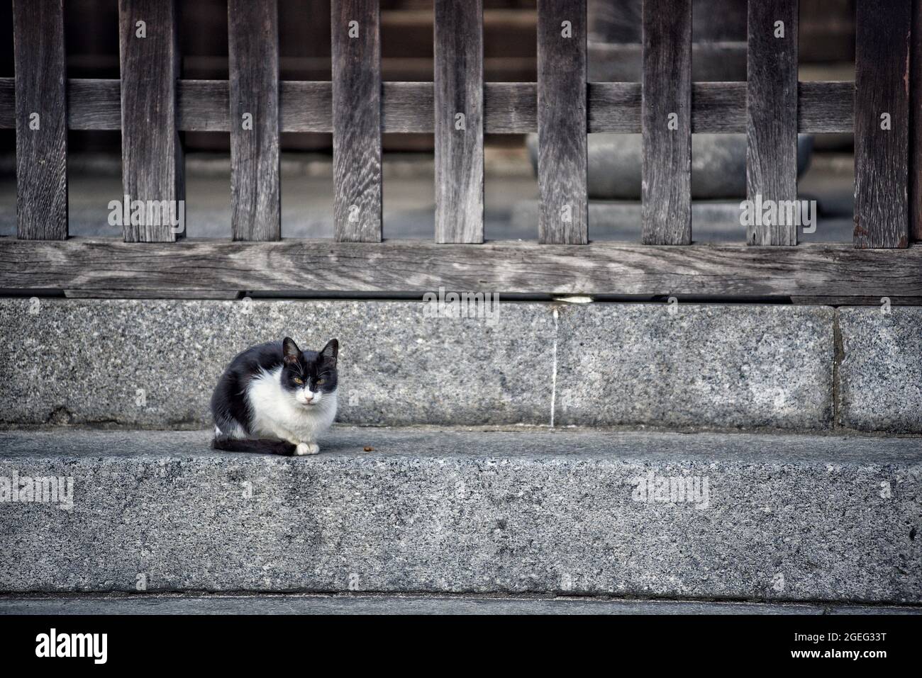 Close up of a white and black cat sitting on a marble old stairs with ...
