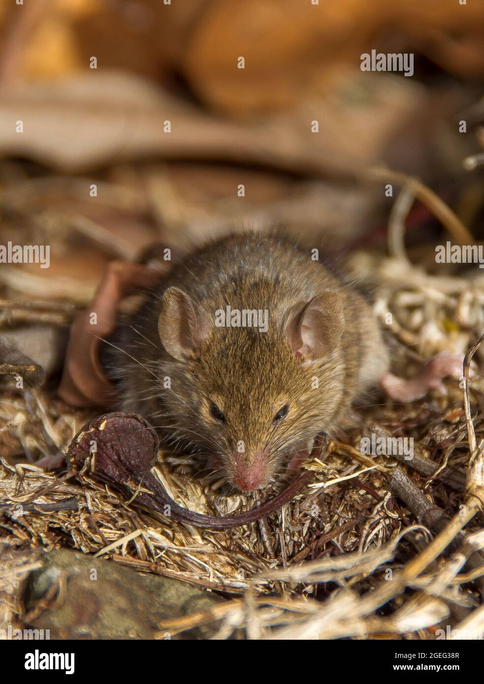 House mouse, Mus musculus, sniffing dead grass in garden in Queensland, Australia. Recently released from humane trap. Stock Photo