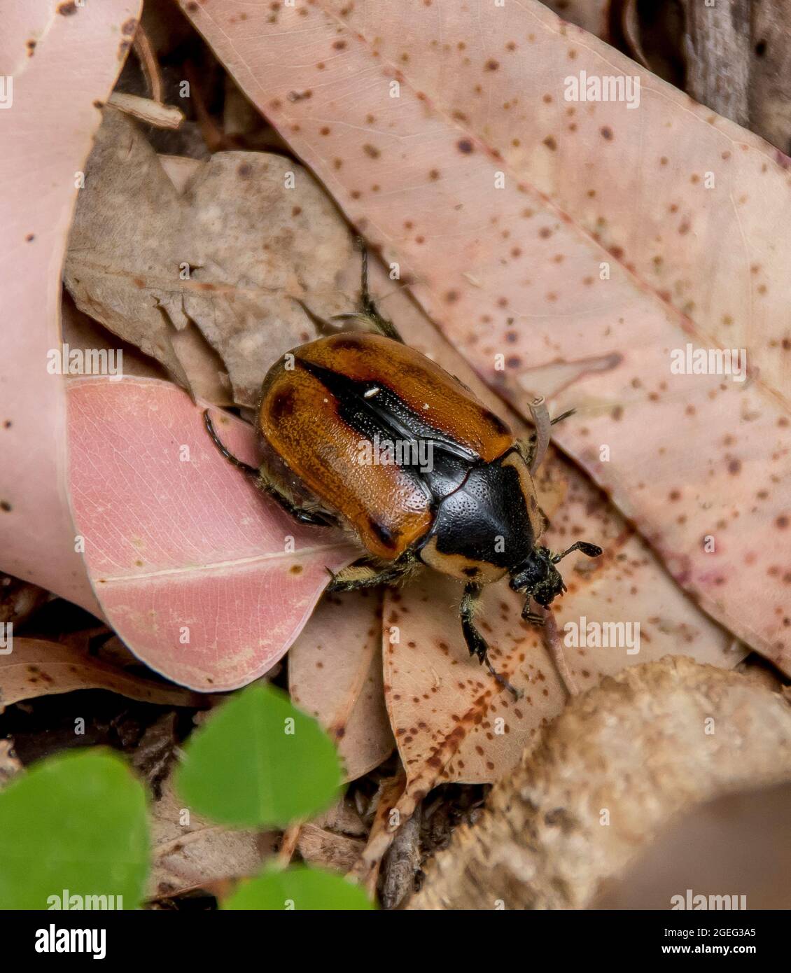 Cowboy Beetle - Chondropyga dorsalis (Diaphonia dorsalis) crawling amongst leaf litter on subtropical rainforest floor. Queensland, Australia. Stock Photo