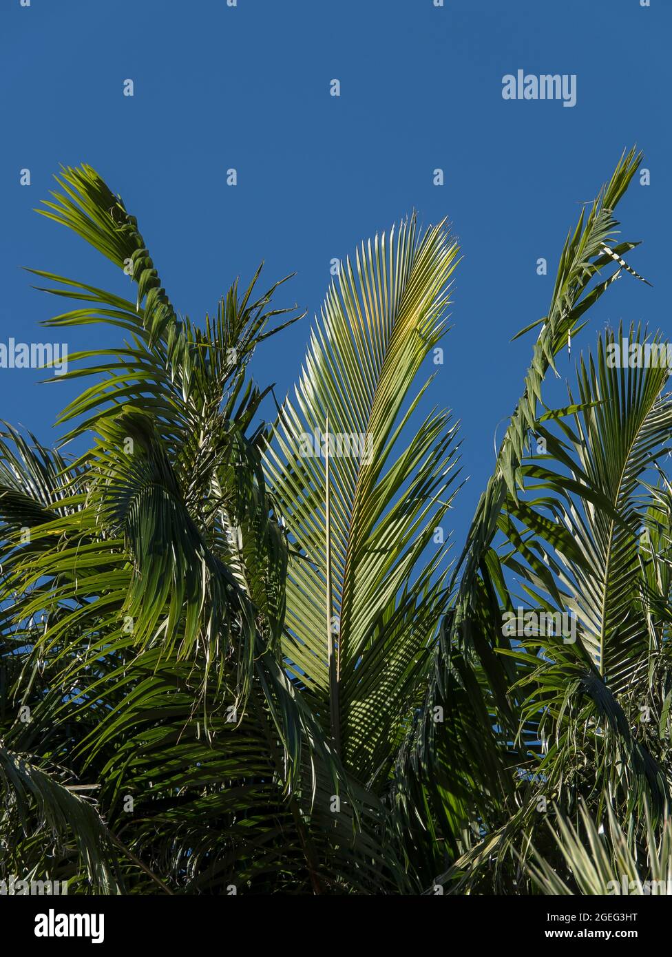 Green fronds of Bangalow palm trees (Archontophoenix cunninghamiana) against blue sky. Garden, Queensland, Australia. Copy space, background Stock Photo