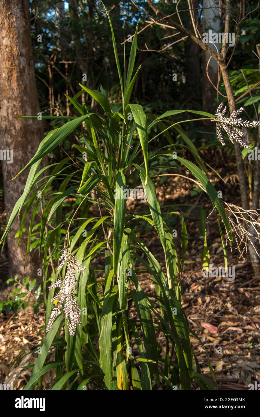 Narrow-leaved palm lily (Cordyline stricta), in flower, growing in the understorey of subtropical rainforest in Queensland, Australia. Spring. Stock Photo