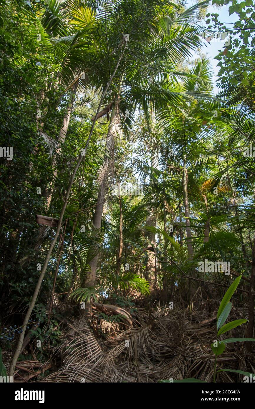 Understorey of subtropical rainforest. Bangalow palms (Archontophoenix cunninghamiana,king palm,Illawara palm,piccabeen), Tamborine Mt, Australia. Stock Photo