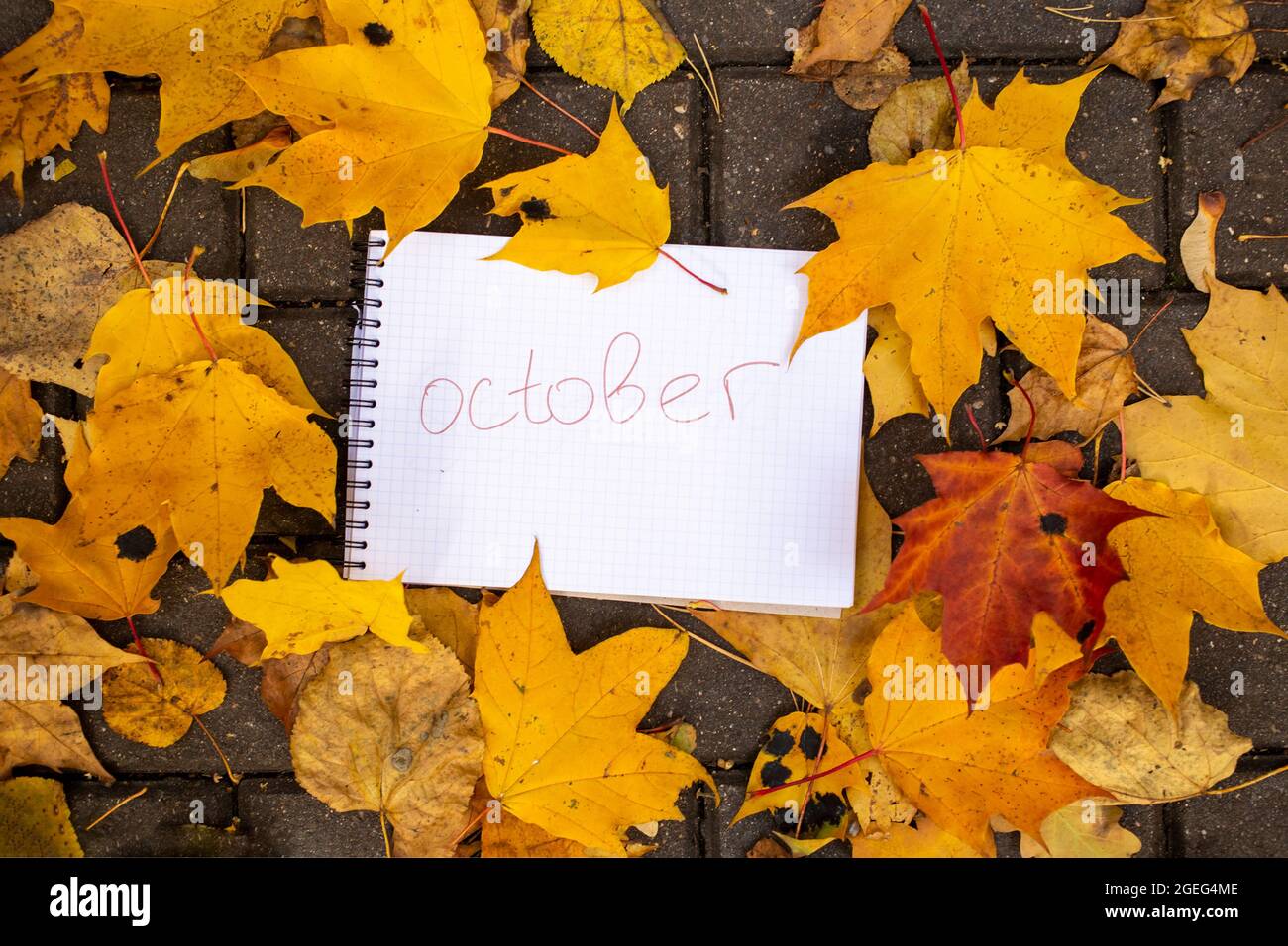 notepad with inscription october lies in autumn leaves on tile track ...