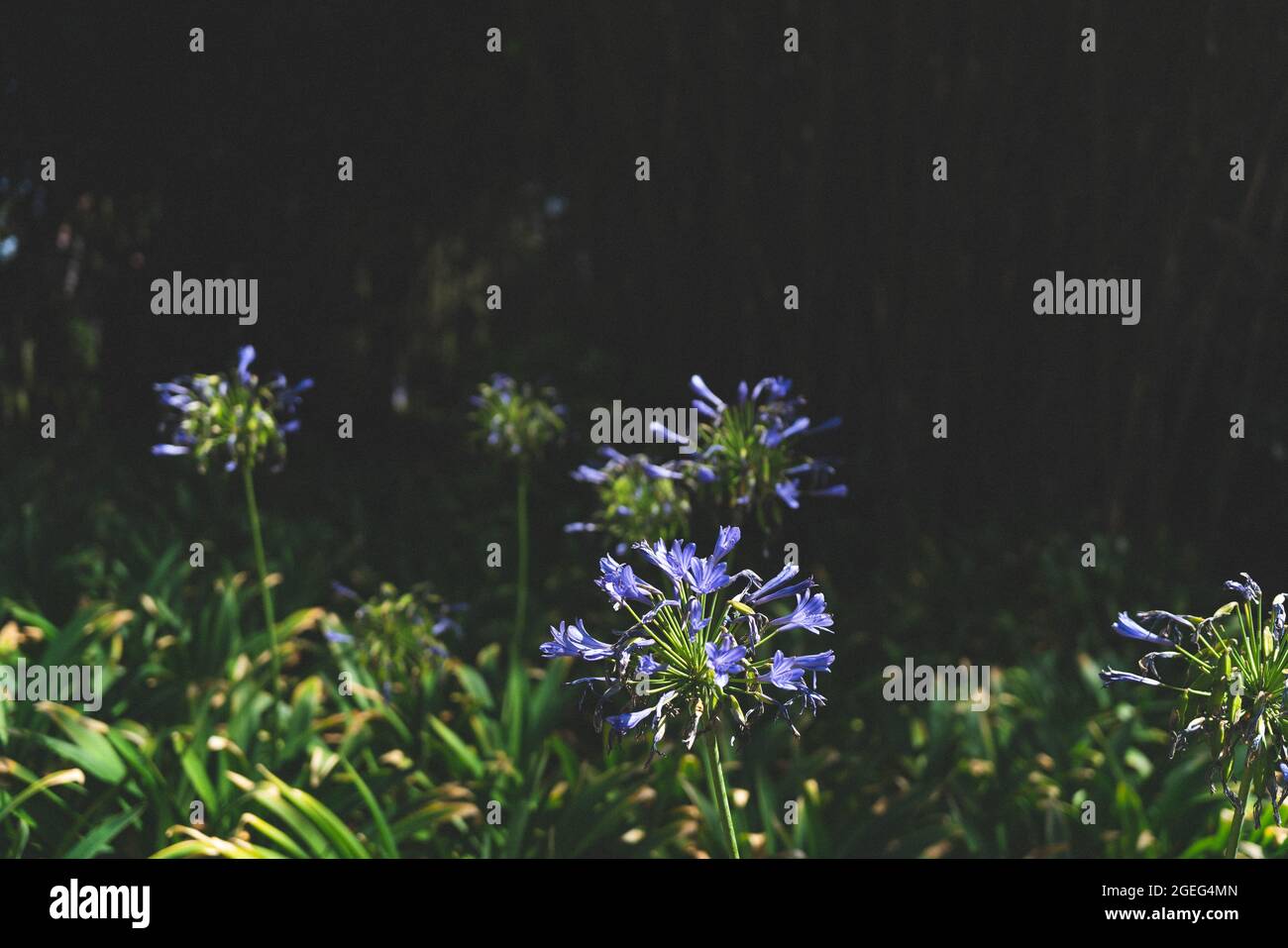 Selective focus shot of beautiful Agapanthus or Lily of the Nile flowers in the garden Stock Photo