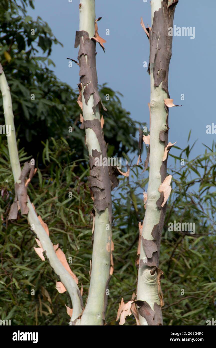 Lemonscented gum tree, spotted gum,Corymbia citriodora Stock Photo Alamy