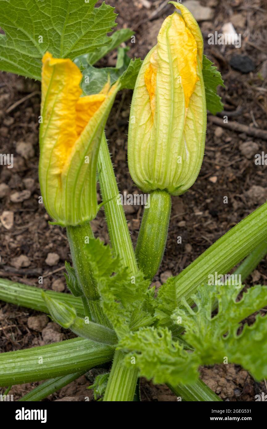 Zucchini plant with flowers in a garden in spring Stock Photo