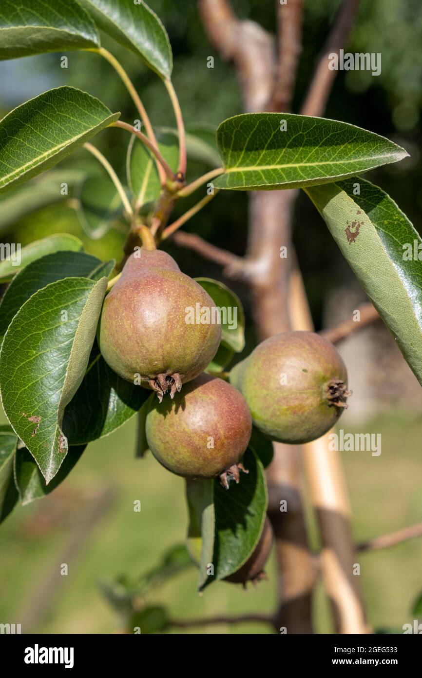 Pears in a pear tree in a garden in spring Stock Photo