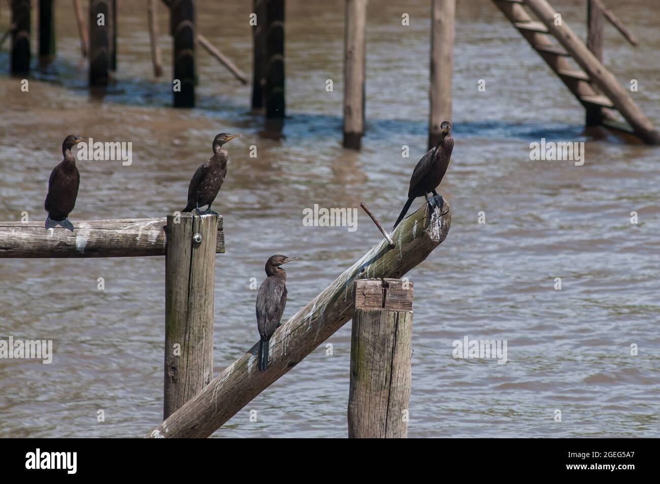 Group of neotropical cormorant birds, Phalacrocorax olivaceus, standing on wooden poles in a lake Stock Photo